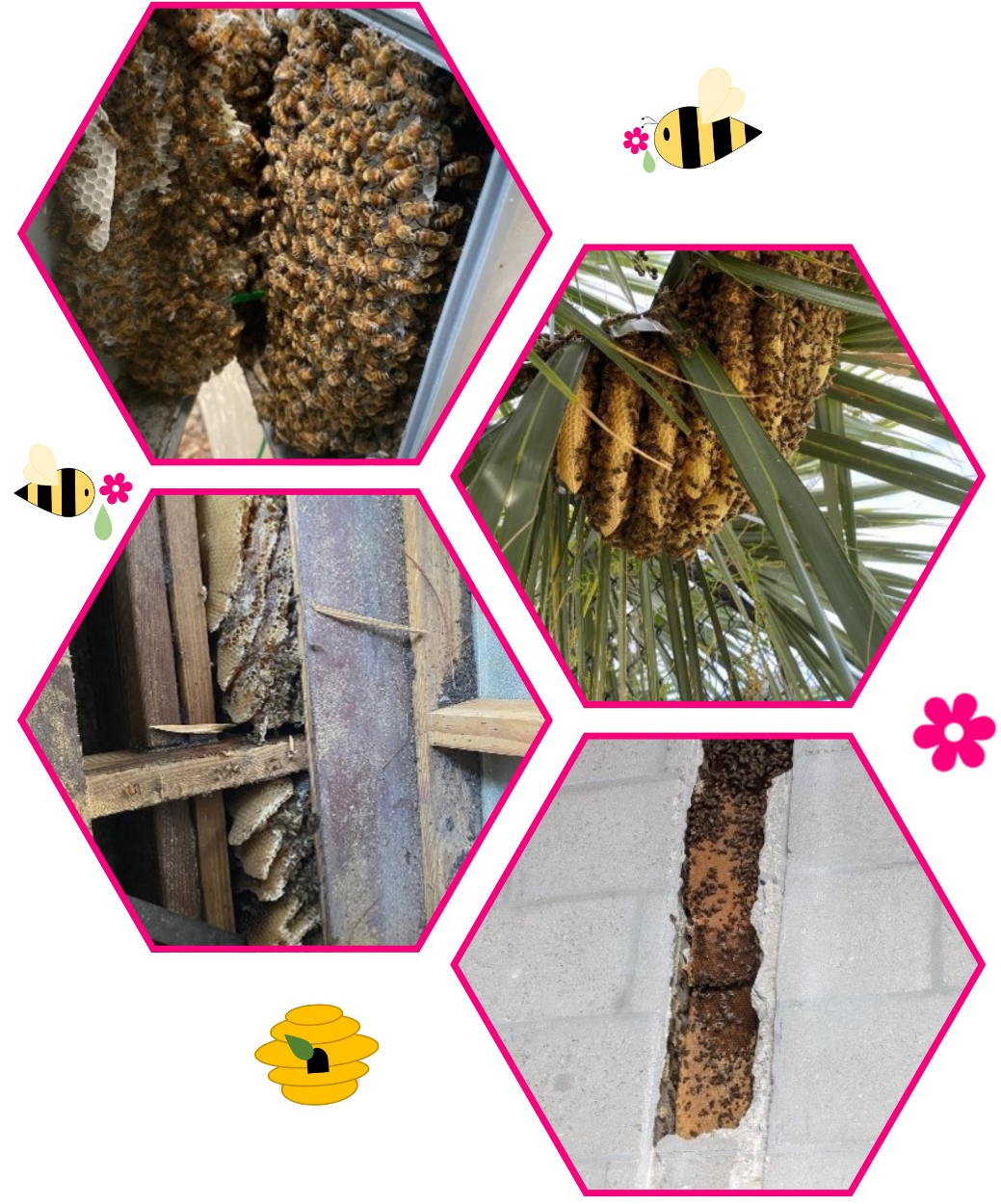 Collage showing honey bee colony removals from a wall, tree, and electric box, highlighting safe and humane relocation.