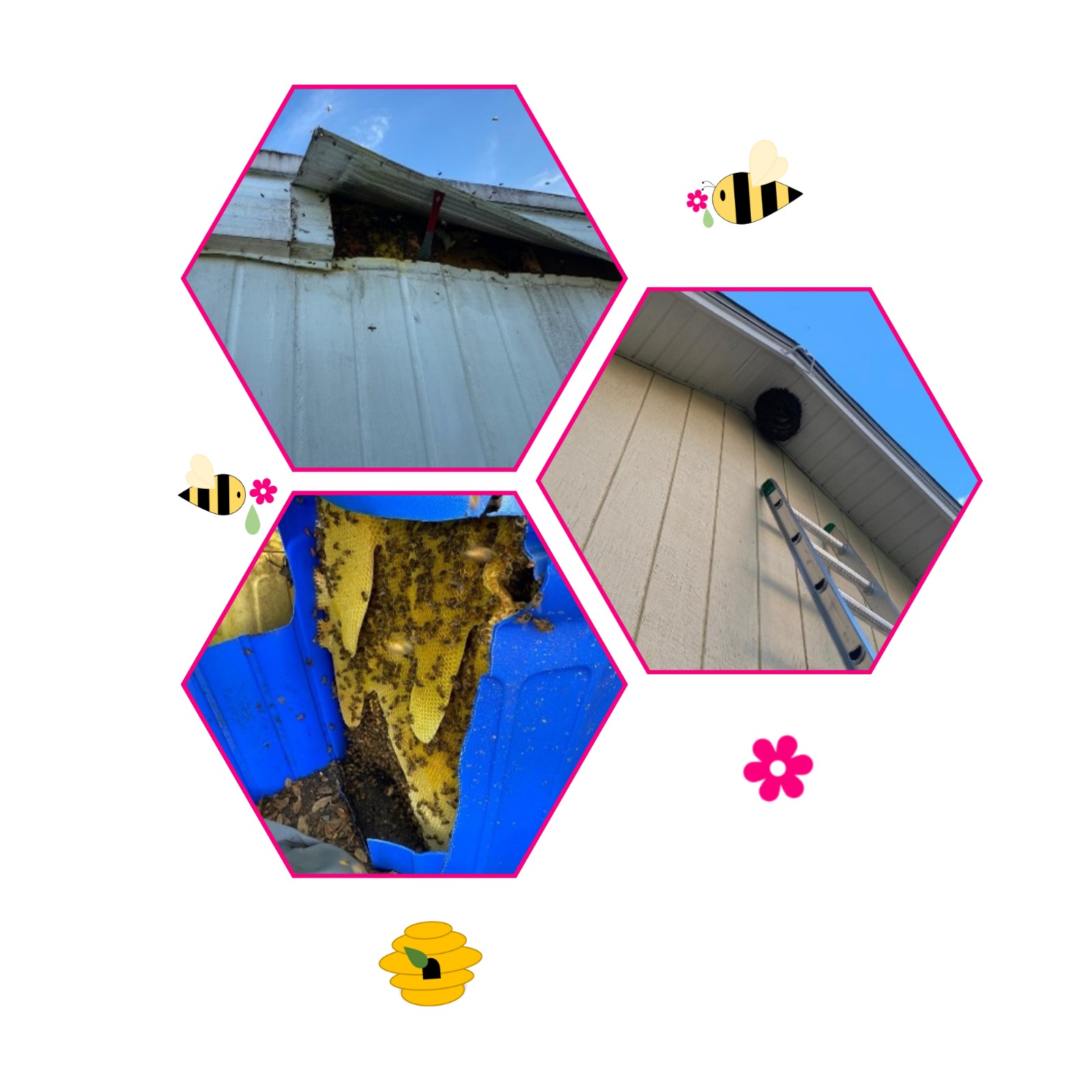 Collage showing different views of a honey bee hive being safely removed from a roof and placed in a container for relocation