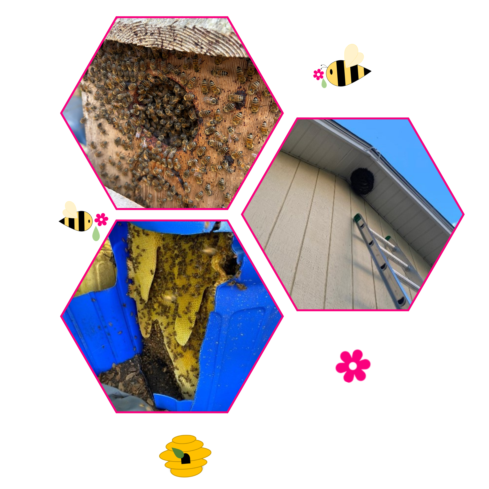 Collage showing different views of a honey bee hive being safely removed from a roof and placed in a container&nbsp;for&nbsp;relocation